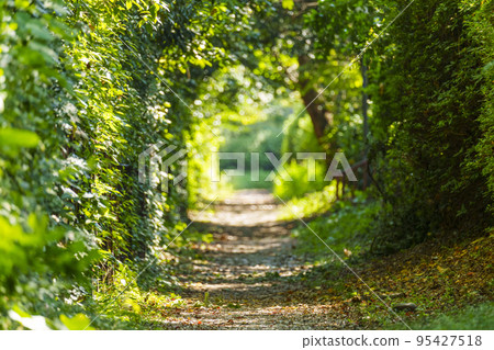 Forest tunnel in Osaka Castle Park Forest tunnel in Osaka Castle Park 95427518