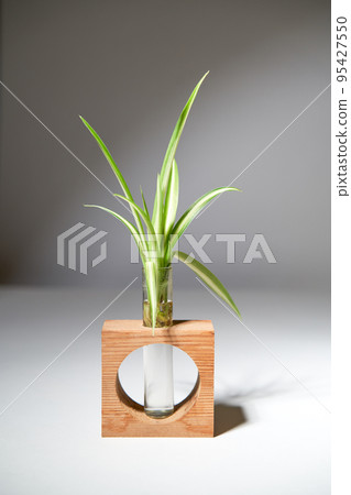Home gardening - chlorophytum sprouts in glass jar with water. 95427550