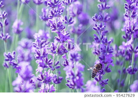 Lavender flower background with beautiful purple colors and bokeh lights. Blooming lavender in a field at sunset in Provence, France. Close up. Selective focus. 95427629