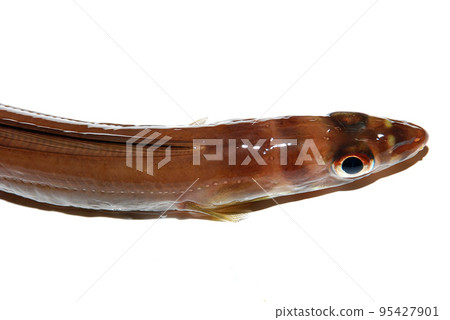 I took a picture of a living Hana-eel with a white background I took a picture of a living Hana-eel with a white background 95427901