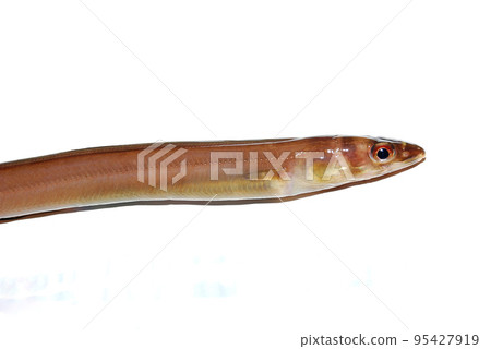 我拍了一張白底活花鰻的照片 我拍了一張白底活花鰻的照片 95427919