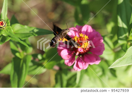 Hojaku (moth family) sucking nectar from a Zinnia flower blooming in an autumn garden in Japan Hojaku (moth family) sucking nectar from a Zinnia flower blooming in an autumn garden in Japan 95427939