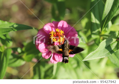 Hojaku (moth family) sucking nectar from a Zinnia flower blooming in an autumn garden in Japan Hojaku (moth family) sucking nectar from a Zinnia flower blooming in an autumn garden in Japan 95427942