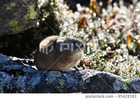 Pikachu rabbit 95428381