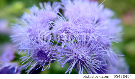 A group of fluffy blue flowers of Ageratum houstonianum outdoors 95428494