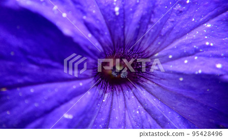 Macrophotography of the purple flower core selective focus Macrophotography of the purple flower core selective focus 95428496