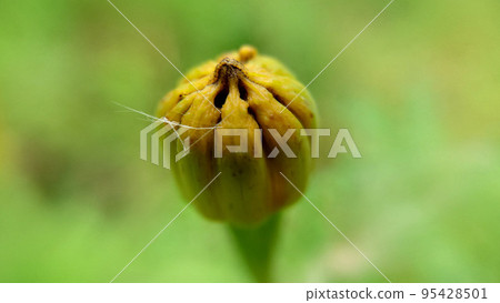 An unopened calendula bud on a grassy background outdoors 95428501