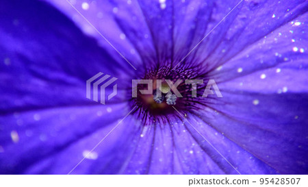 Macro cores of a bell-shaped violet flower selective focus Macro cores of a bell-shaped violet flower selective focus 95428507