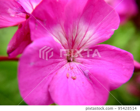 Pink-white flower with veined leaves on a grassy background Pink-white flower with veined leaves on a grassy background 95428514
