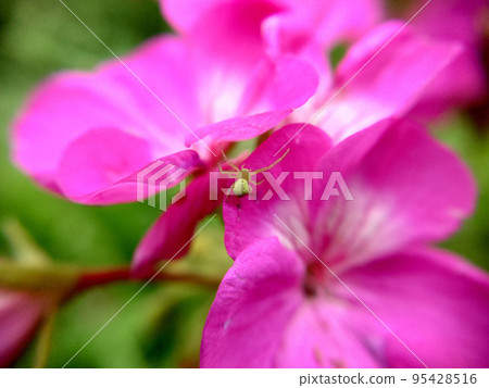 Green spider on a pink flower selective focus close-up Green spider on a pink flower selective focus close-up 95428516