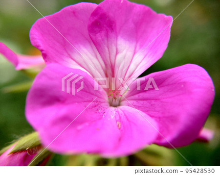 Flowering of a pink-white flower with veins on the leaves close-up Flowering of a pink-white flower with veins on the leaves close-up 95428530