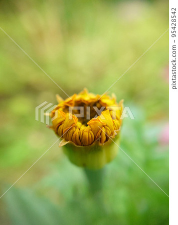 An unopened bud of calendula against the background of grass selective focus An unopened bud of calendula against the background of grass selective focus 95428542