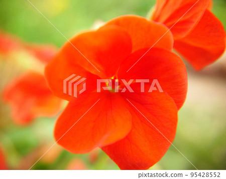 Macrophotography of an annual flower of bright scarlet color 95428552