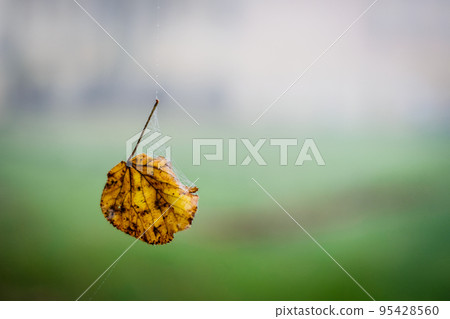 One yellow autumn leaf hangs in a cobweb with morning dew. Autumn atmosphere. Defocused 95428560