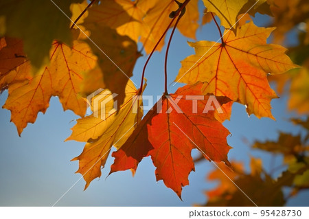 Autumn. Beautiful colorful leaves on trees in autumn time. Natural seasonal color background for fall. 95428730