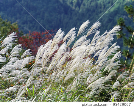 Ears of a Japanese cedar. 95429067
