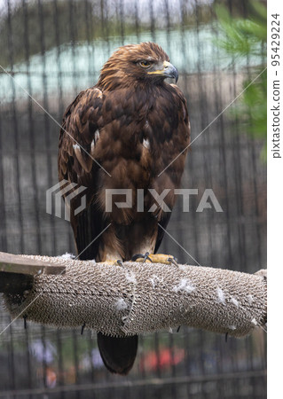 Eagle's eagle Eagle's eagle 95429224