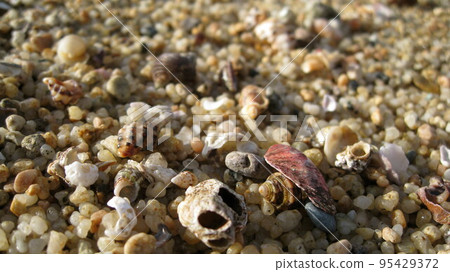 Seashell launched on the beach 95429372