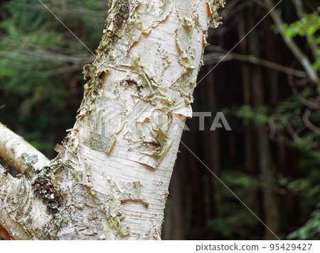 birch trunk 95429427