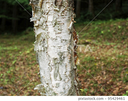 birch trunk birch trunk 95429461