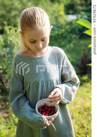 Girl picking cherries Girl picking cherries 95429672