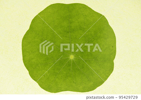 Nasturtium leaves and veins 95429729