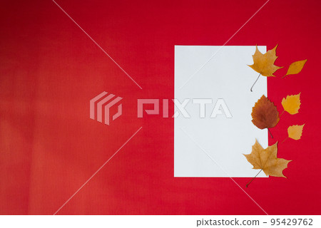 Cean white sheet of paper for text with autumn fallen leaves on a red background. Autumn greeting Card concept with copy space Cean white sheet of paper for text with autumn fallen leaves on a red background. Autumn greeting Card concept with copy space 95429762
