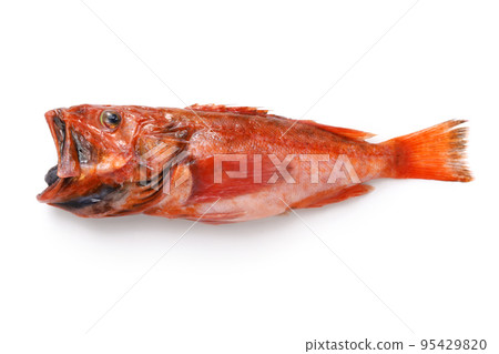 Not-so-famous delicious deep-sea fish (red scorpion fish) Not-so-famous delicious deep-sea fish (red scorpion fish) 95429820