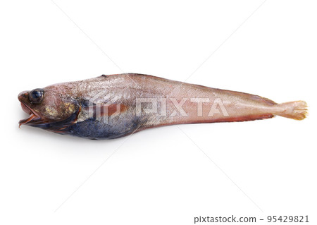 A delicious deep-sea fish that is not yet famous (Nagachigodara) 95429821