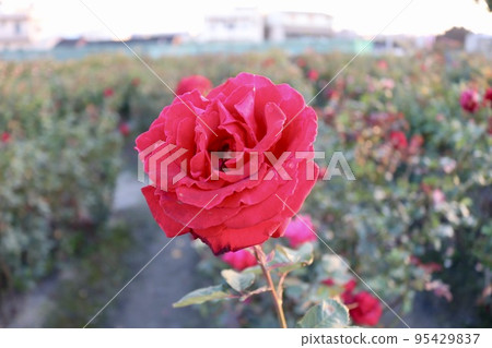 紅玫瑰花 紅玫瑰花 95429837