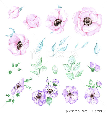 Handdrawn anemone. Watercolor wind flower on the white background. Scrapbook design elements. Typography poster, card, label, banner design set. Handdrawn anemone. Watercolor wind flower on the white background. Scrapbook design elements. Typography poster, card, label, banner design set. 95429905