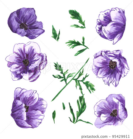 Handdrawn anemone. Watercolor wind flower on the white background. Scrapbook design elements. Typography poster, card, label, banner design set. Handdrawn anemone. Watercolor wind flower on the white background. Scrapbook design elements. Typography poster, card, label, banner design set. 95429911