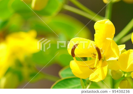 一張秋天開花的花的特寫照片，科巴諾森納 95430236