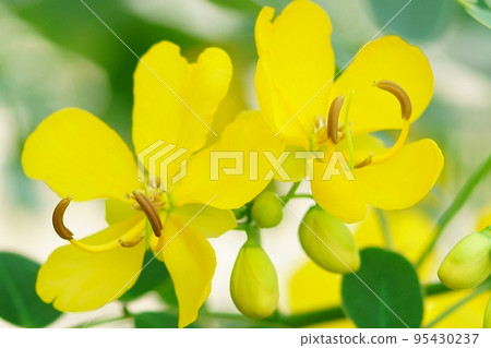 秋天開花的花，科巴諾森納 95430237