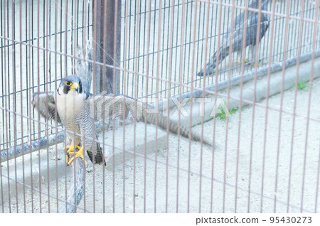 動物園裡的遊隼 動物園裡的遊隼 95430273