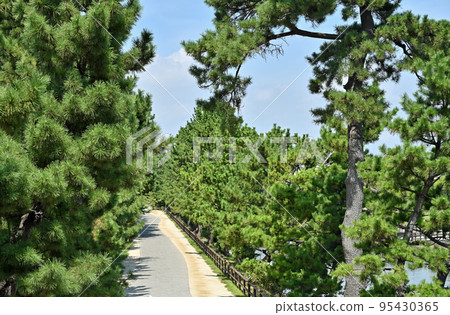 Soka-juku Walk/Oku-no-Hosomichi 風景區 Soka Matsubara Soka-juku Walk/Oku-no-Hosomichi 風景區 Soka Matsubara 95430365