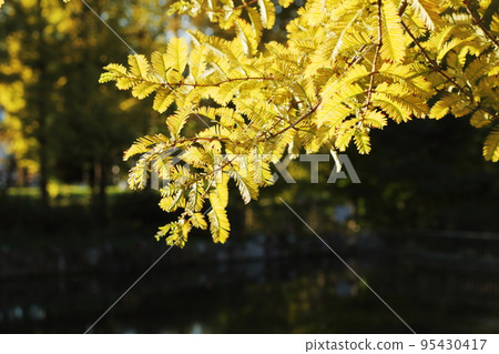 Metasequoia leaves glowing yellow in the park at sunset 95430417