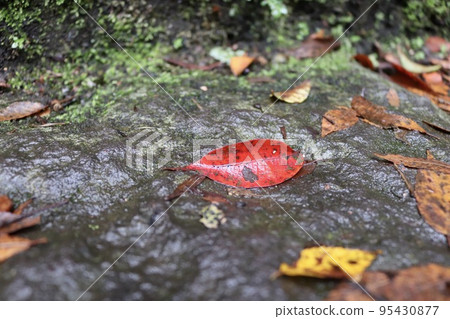 木臘樹 紅葉 黃葉 木臘樹 紅葉 黃葉 95430877