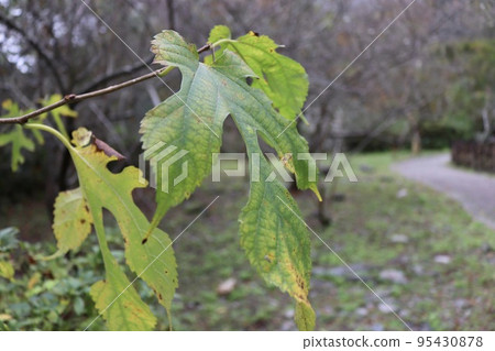 紅桑 綠葉 黃葉 紅桑 綠葉 黃葉 95430878