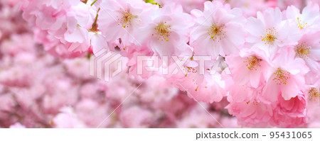 pink cherry blossom branch, Sakura flowers 95431065