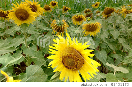 Lots of growing yellow sunflowers in full bloom on a cloudy summer day 95431173