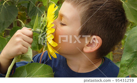 A little boy sniffs a yellow sunflower on a summer day A little boy sniffs a yellow sunflower on a summer day 95431259