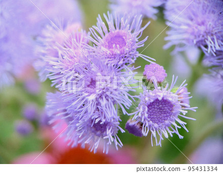 A group of fluffy purple Ageratum houstonianum flowers on a grassy background 95431334