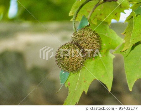 楓樹漿果 95432177