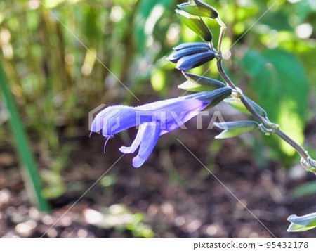 丹參瓜拉尼蒂卡花 丹參瓜拉尼蒂卡花 95432178