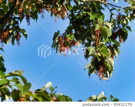 黃色土豆的果子 95432179