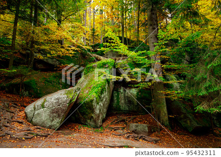 Nature landscape. Beautiful mountain wild Forest in fall with moss cover stones. Forest autumn landscape. Scenery of nature Nature landscape. Beautiful mountain wild Forest in fall with moss cover stones. Forest autumn landscape. Scenery of nature 95432311