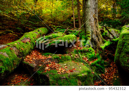 Nature landscape. Beautiful mountain wild Forest in fall with moss cover stones. Forest autumn landscape. Scenery of nature 95432312