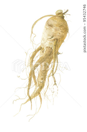 Ginseng ginseng ginseng 95432746