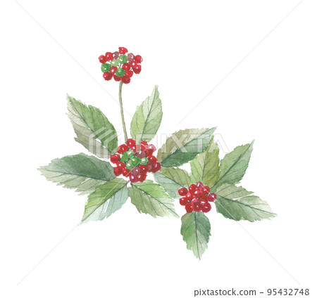 Korean ginseng Korean ginseng leaf and fruit 95432748